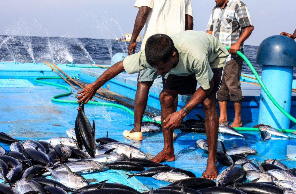 MIFCO Disburses Over MVR 927 Million to Fishermen in 2025